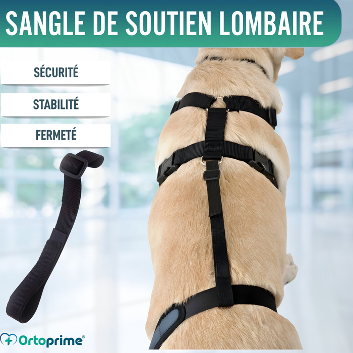 Ceinture Canine pour Immobilisateur de Genou
