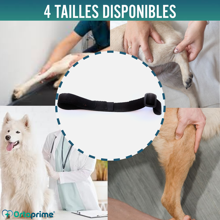 Ceinture Canine pour Immobilisateur de Genou