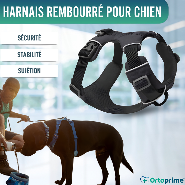 Harnais Rembourré pour Chiens Usage Quotidien | Double Fixation