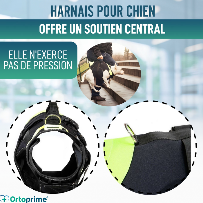 Harnais Canin Multifonction 3 en 1 en Néoprène | 4 Tailles