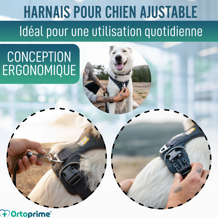 Harnais Rembourré pour Chiens Usage Quotidien | Double Fixation