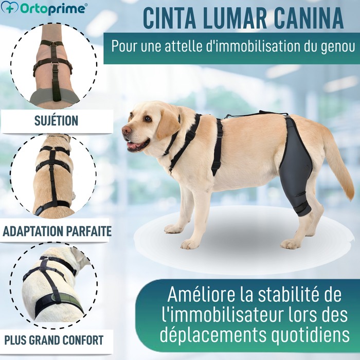 Ceinture Canine pour Immobilisateur de Genou