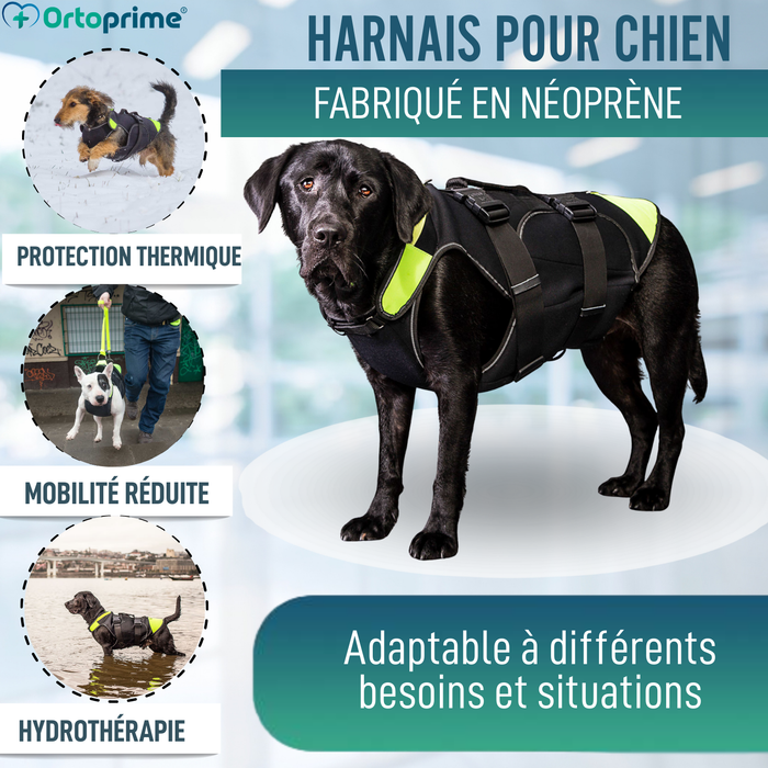 Harnais Canin Multifonction 3 en 1 en Néoprène | 4 Tailles