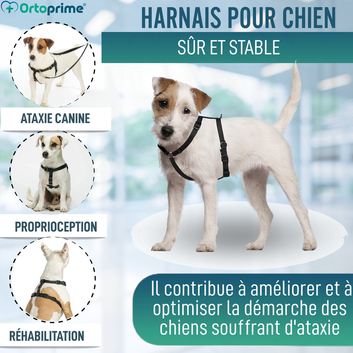 Harnais Canin pour Rééducation Neurologique | 5 Tailles