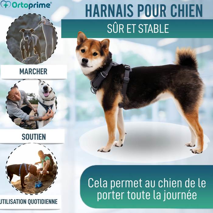 Harnais Rembourré pour Chiens Usage Quotidien | Double Fixation