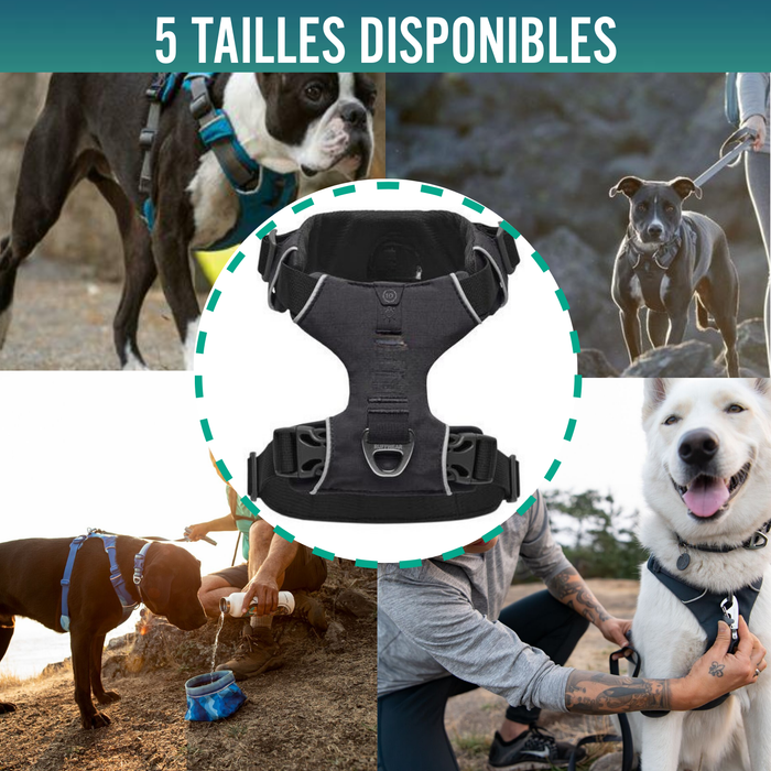 Harnais Rembourré pour Chiens Usage Quotidien | Double Fixation