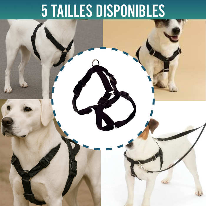 Harnais Canin pour Rééducation Neurologique | 5 Tailles