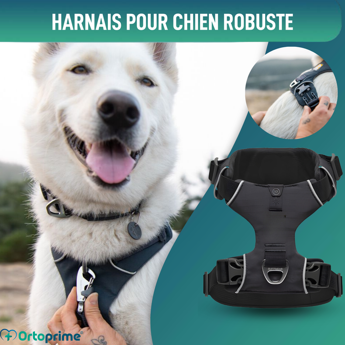 Harnais Rembourré pour Chiens Usage Quotidien | Double Fixation
