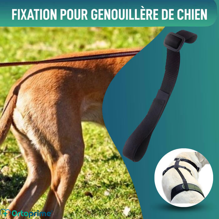 Ceinture Canine pour Immobilisateur de Genou