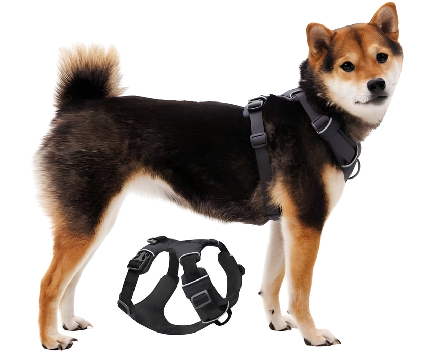 Harnais Rembourré pour Chiens Usage Quotidien | Double Fixation
