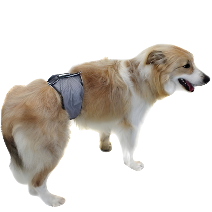 Ceinture Anti-Fuite pour Incontinence Canine | Chien Mâle