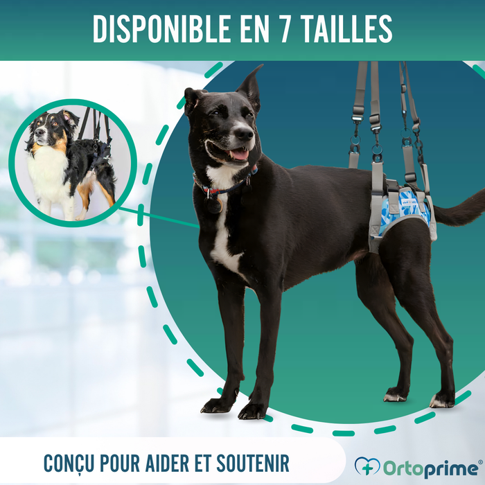 Harnais pour Chiens à Mobilité Réduite des Pattes Arrières