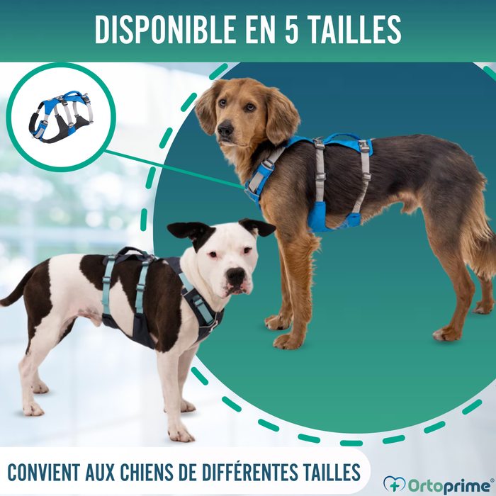 Harnais Canin de Levage Polyvalent | Structure Résistante