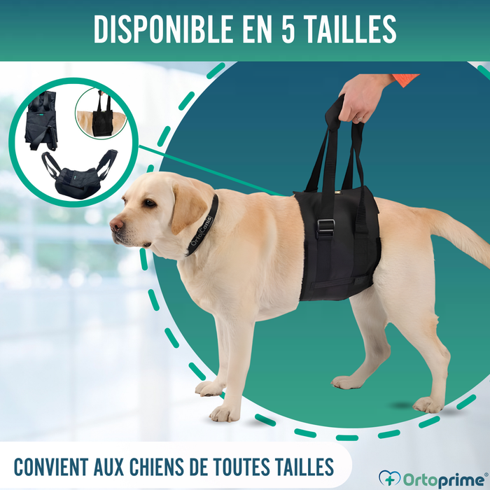 Ceinture de Soutien pour Chiens à Mobilité Réduite | 5 Tailles