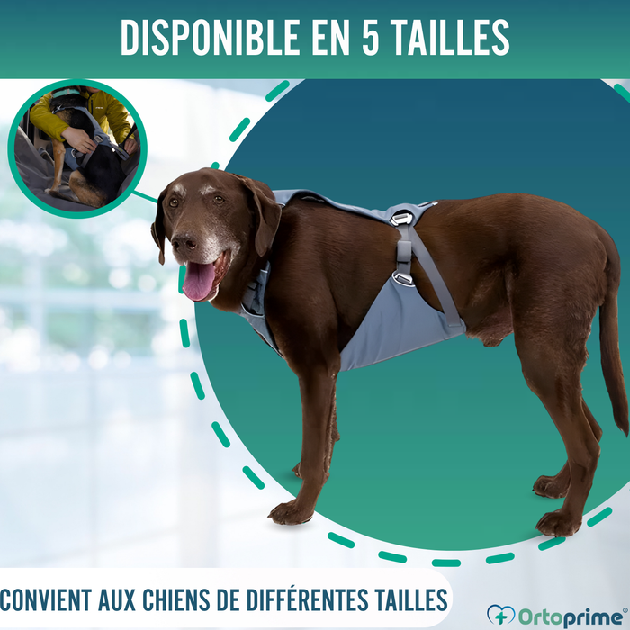 Harnais de Sécurité pour Transport Canin | Haute Résistance