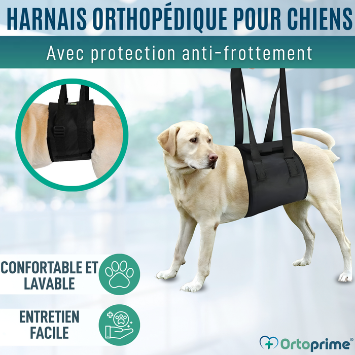 Ceinture de Soutien pour Chiens à Mobilité Réduite | 5 Tailles