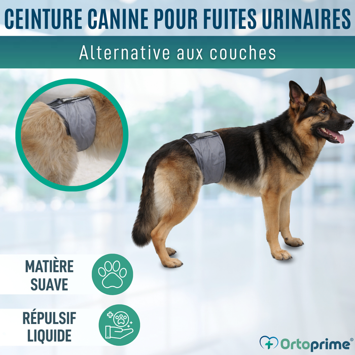 Ceinture Anti-Fuite pour Incontinence Canine | Chien Mâle