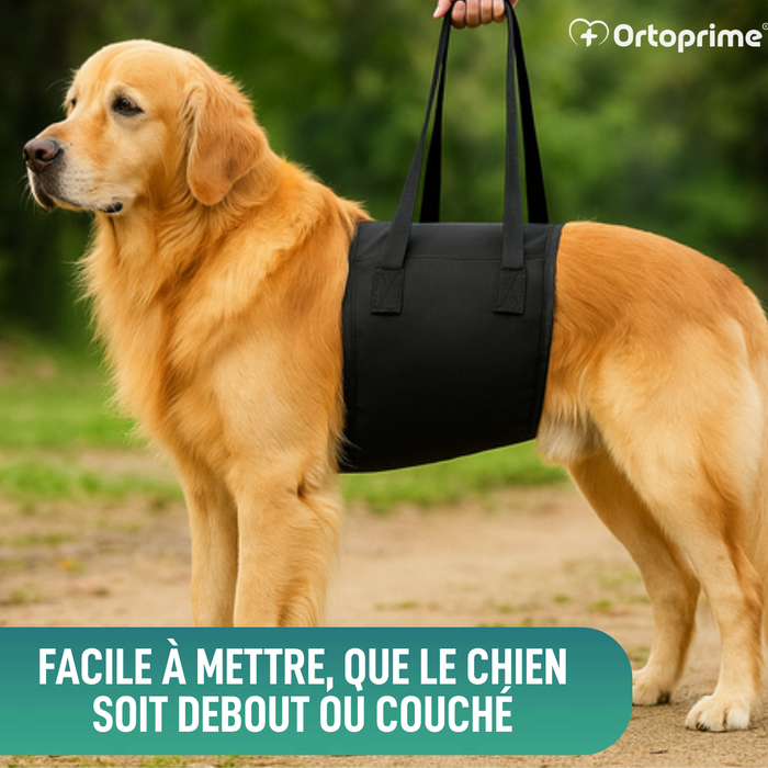 Ceinture de Soutien pour Chiens à Mobilité Réduite | 5 Tailles