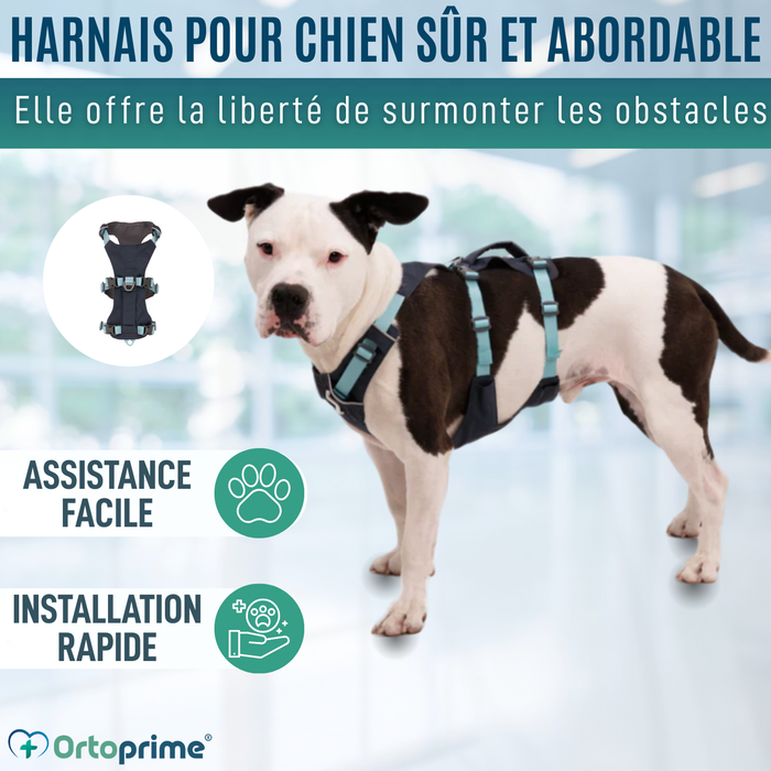 Harnais Canin de Levage Polyvalent | Structure Résistante
