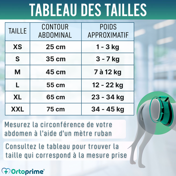 Ceinture Anti-Fuite pour Incontinence Canine | Chien Mâle