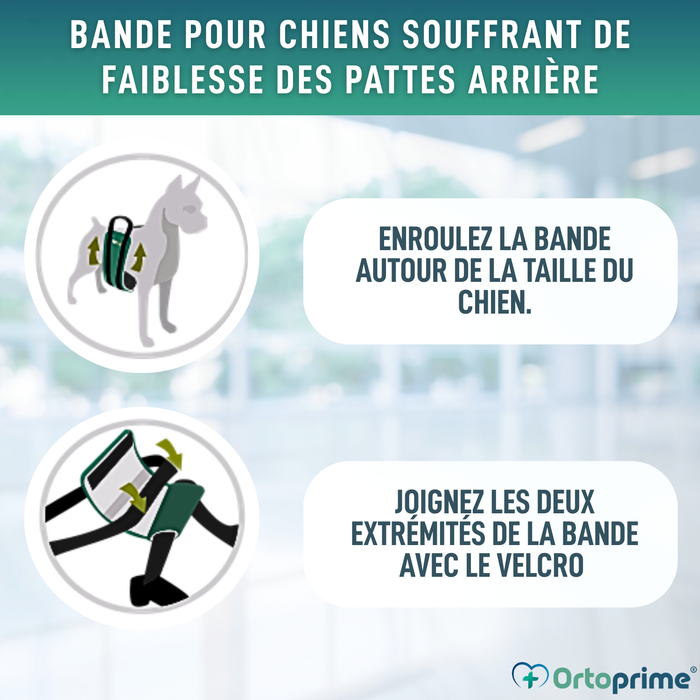 Ceinture de Soutien pour Chiens à Mobilité Réduite | 5 Tailles