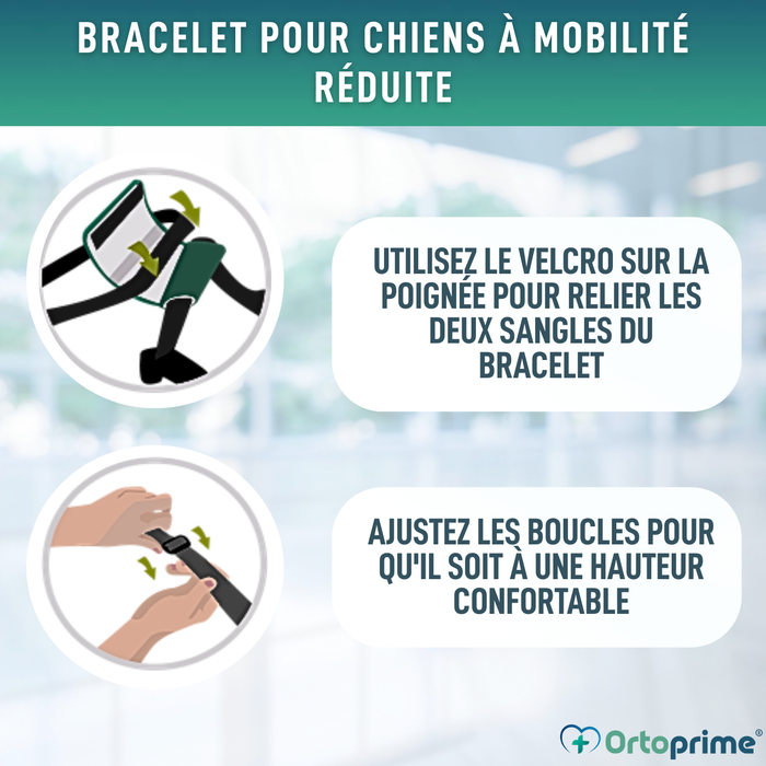 Ceinture de Soutien pour Chiens à Mobilité Réduite | 5 Tailles