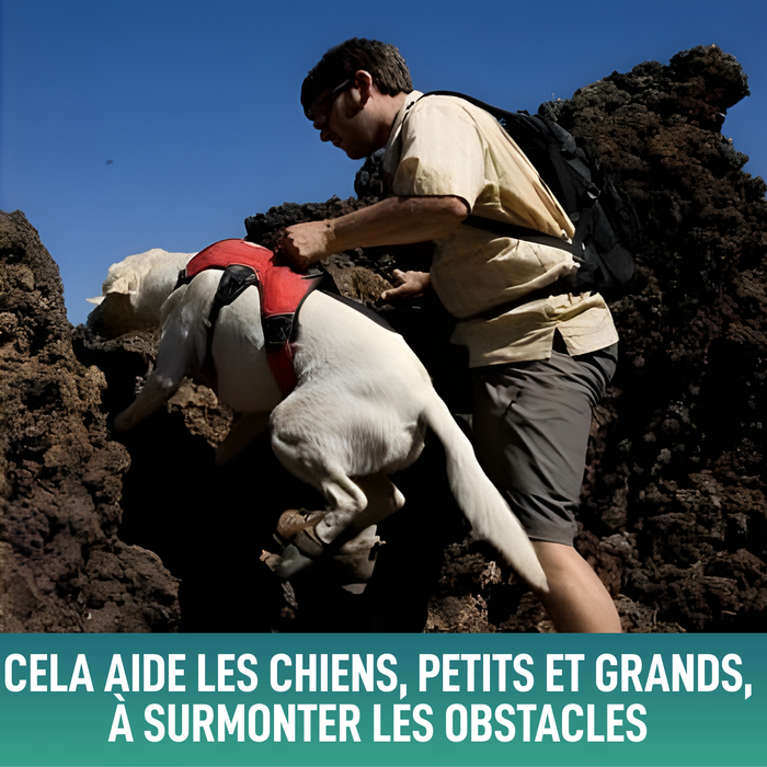 Harnais de Support pour Chiens d’Assistance | 5 Tailles
