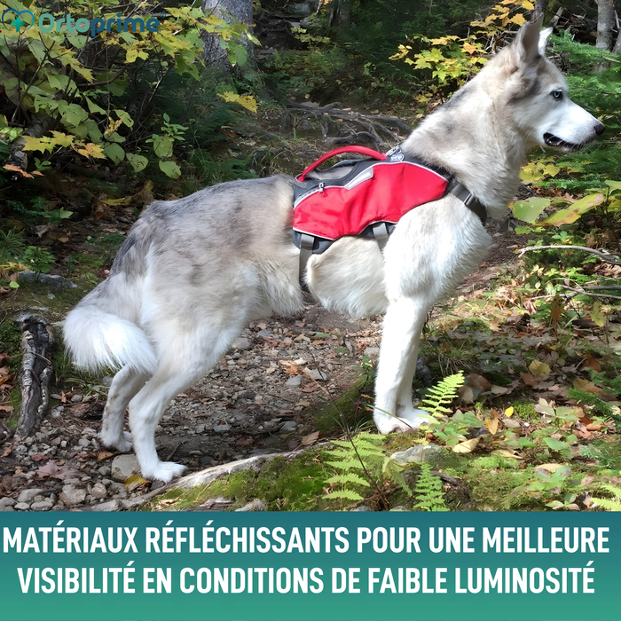 Harnais pour Chien de Sauvetage | Haute Résistance