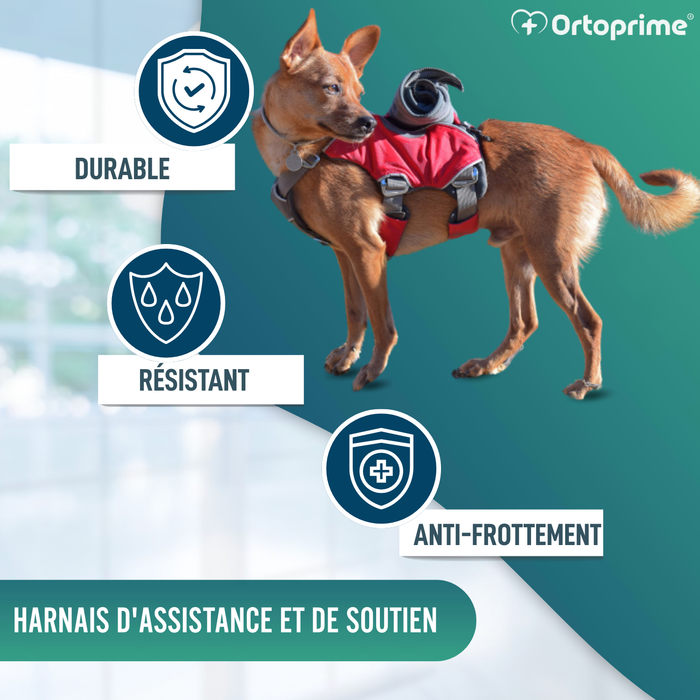 Harnais pour Chien de Sauvetage | Haute Résistance