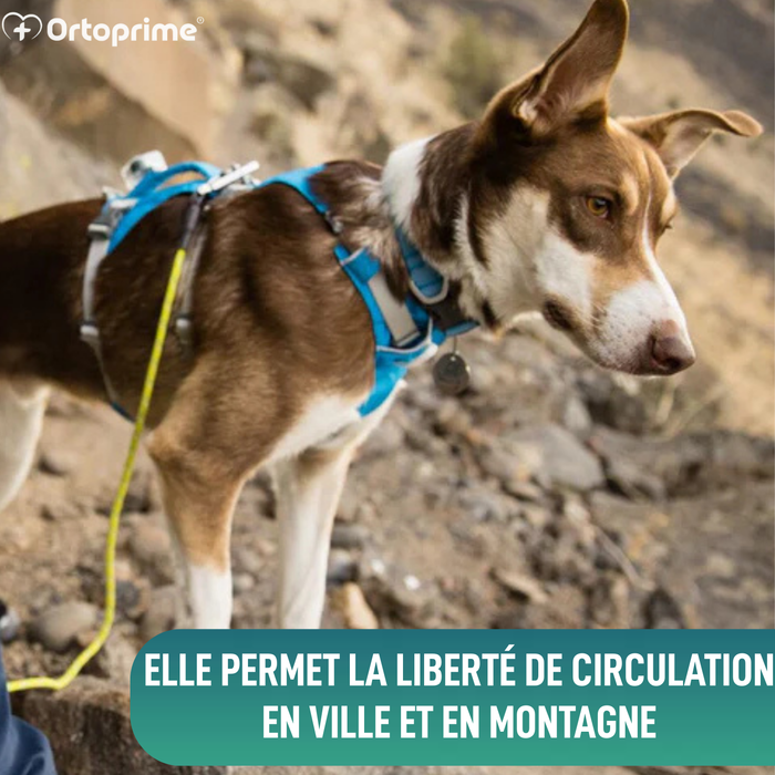 Harnais Canin de Levage Polyvalent | Structure Résistante