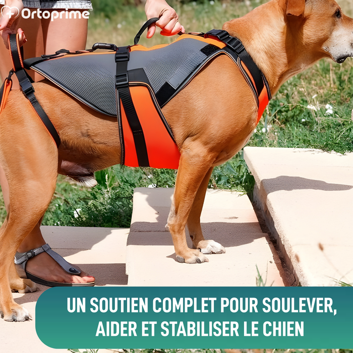 Imbracatura per Riabilitazione Completa per Cani | Materiale 3D