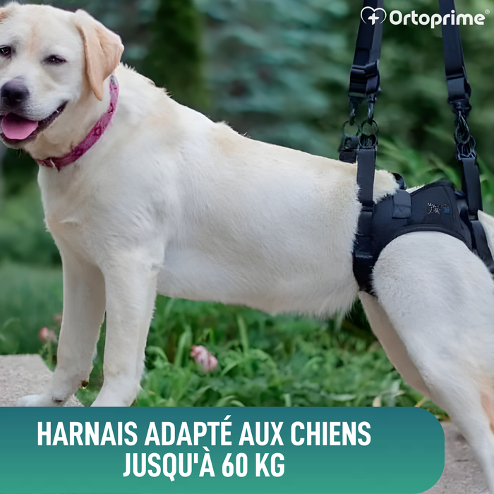 Harnais pour Chiens à Mobilité Réduite des Pattes Arrières