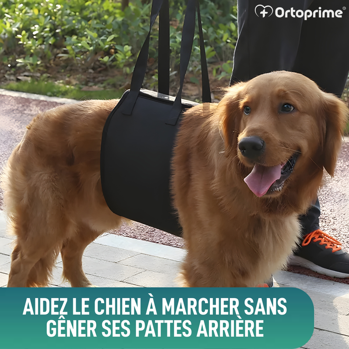 Ceinture de Soutien pour Chiens à Mobilité Réduite | 5 Tailles