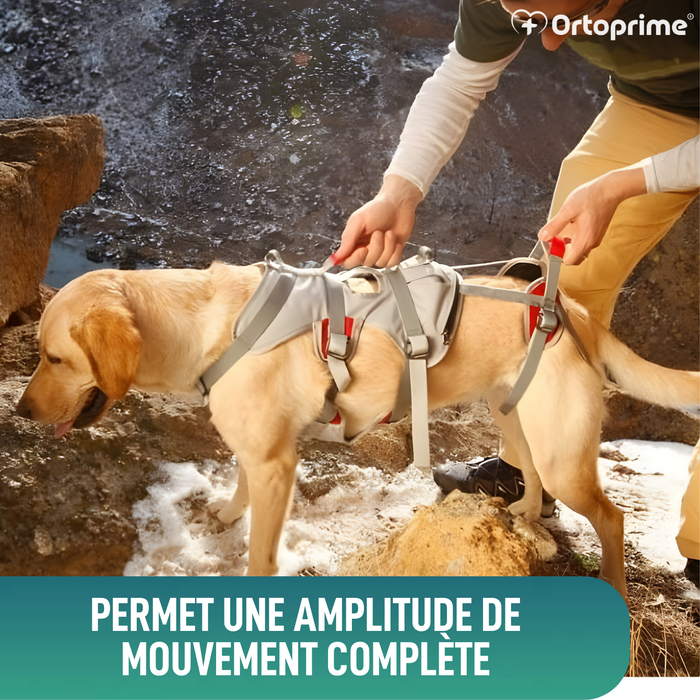 Harnais de Soutien pour Chiens d’Alpinisme | Haute Résistance