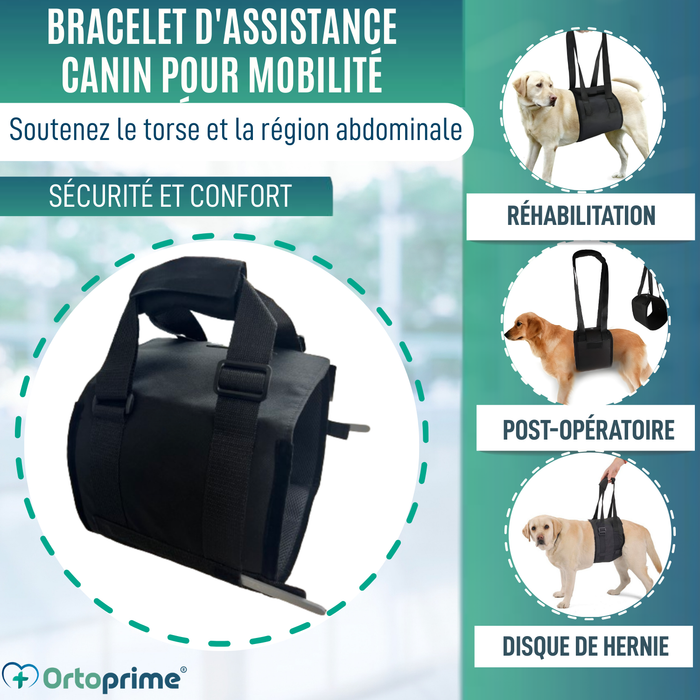 Ceinture de Soutien pour Chiens à Mobilité Réduite | 5 Tailles