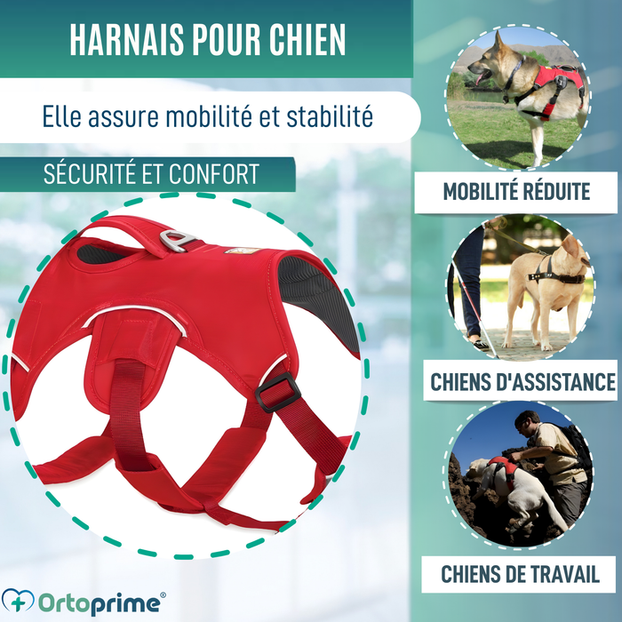 Harnais de Support pour Chiens d’Assistance | 5 Tailles