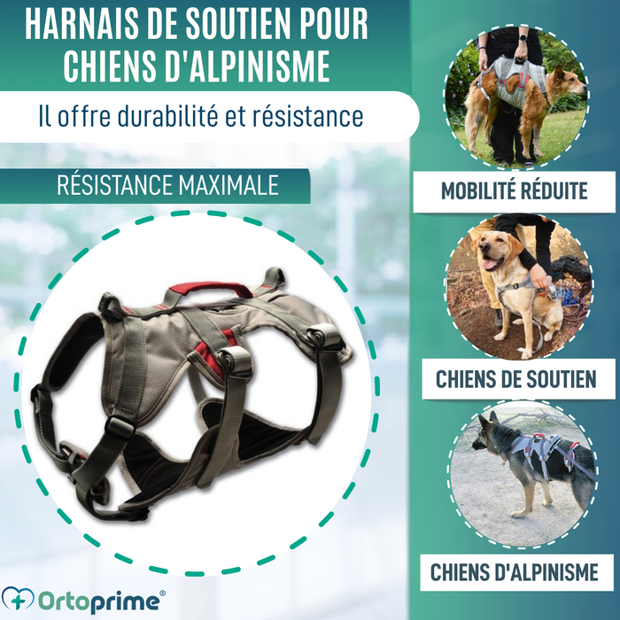 Harnais de Soutien pour Chiens d’Alpinisme | Haute Résistance