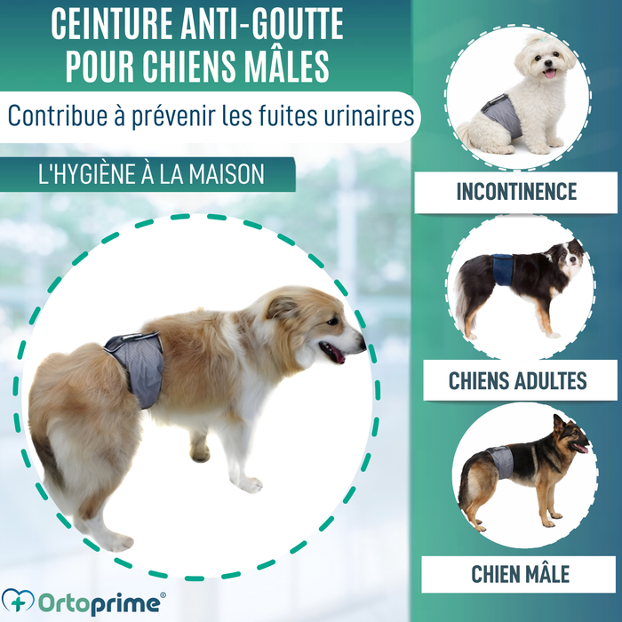 Ceinture Anti-Fuite pour Incontinence Canine | Chien Mâle