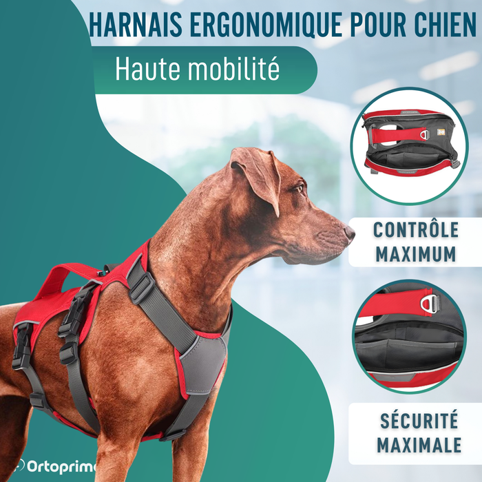 Harnais pour Chien de Sauvetage | Haute Résistance