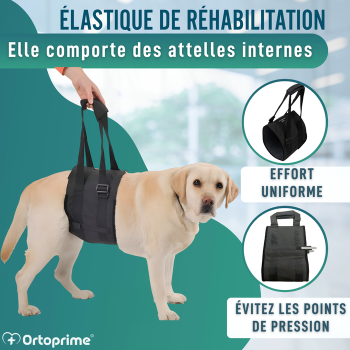 Ceinture de Soutien pour Chiens à Mobilité Réduite | 5 Tailles