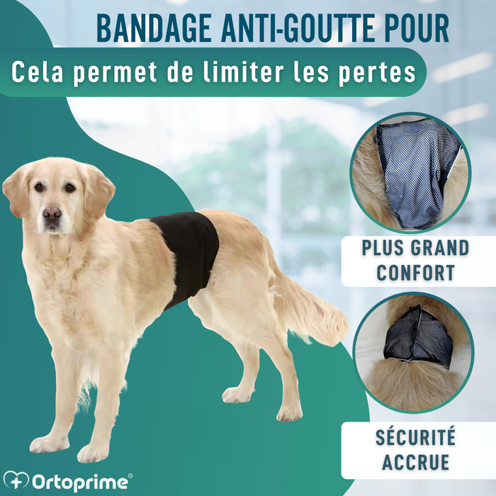Ceinture Anti-Fuite pour Incontinence Canine | Chien Mâle