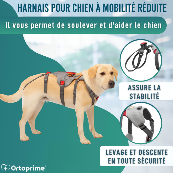 Harnais de Soutien pour Chiens d’Alpinisme | Haute Résistance