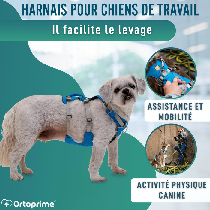 Harnais Canin de Levage Polyvalent | Structure Résistante