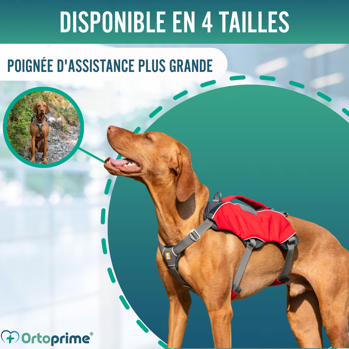 Harnais pour Chien de Sauvetage | Haute Résistance