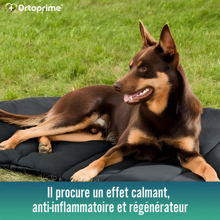 Couchage Thermique pour Chiens Arthrose | Tissu Thérapeutique