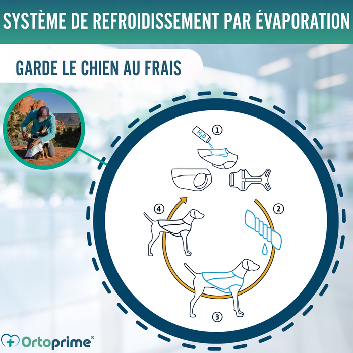 Gilet d’Été pour Chiens | Refroidissement par Évaporation