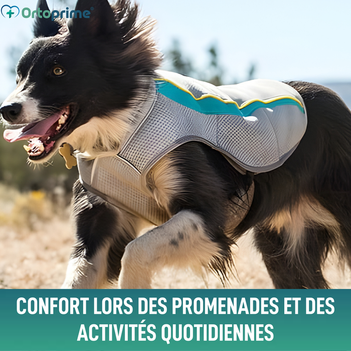 Gilet d’Été pour Chiens | Refroidissement par Évaporation