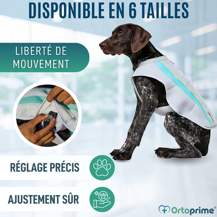 Gilet d’Été pour Chiens | Refroidissement par Évaporation