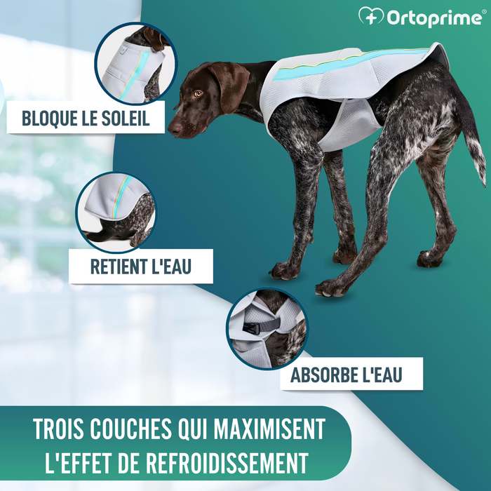 Gilet d’Été pour Chiens | Refroidissement par Évaporation