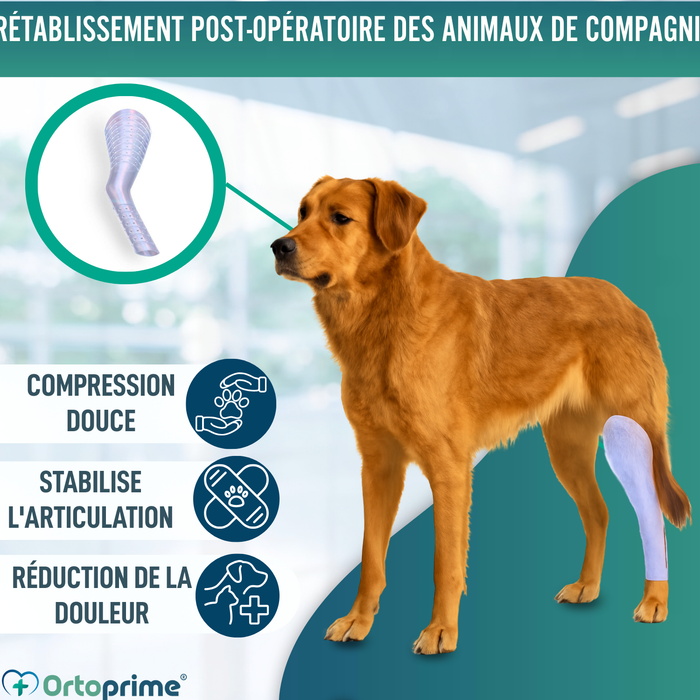 Attelle Rapide pour Chiens et Chats | 3 Tailles